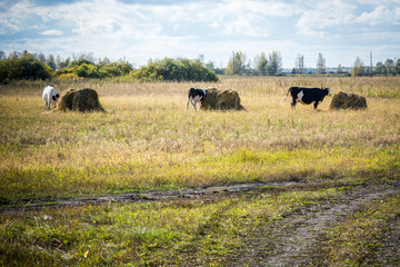 Fototapeta na wymiar Beautiful cow eating hay