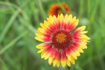 Blooming Gaillardia flowers, asters family. Flowering of chamomile Gerbera for nature background.