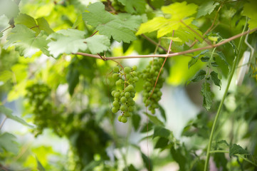 Weinanbau im Gewächshaus