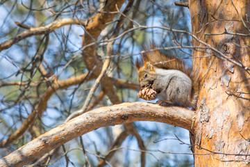 Forest squirrel eats cedar cone on pine tree in the spring wood with fluffy tail.