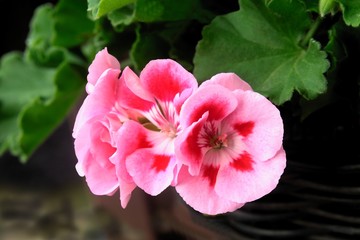 geranium potted plant blossoming