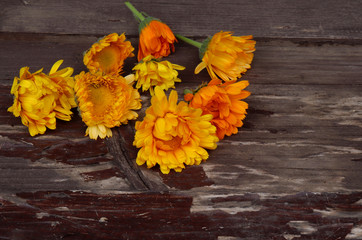 Closeup Calendula officinalis ,pot marigold, ruddles, common marigold or Scotch marigold on a wood background with space for text. Top view. Medicinal herb.