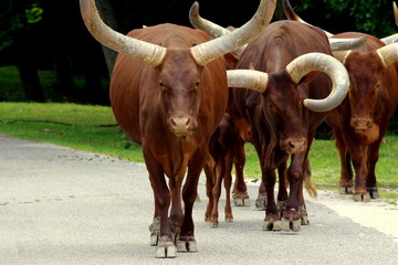 Dzikie bycze krowy na drodze © Konrad_elx