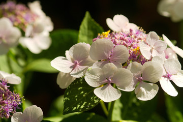 Fototapeta na wymiar Weiße Hortensienblüten