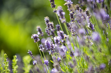 Obraz premium Lavendel auf einer Blumenwiese