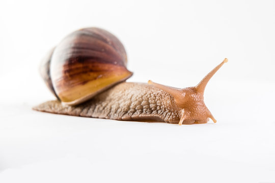 Snail on the white background