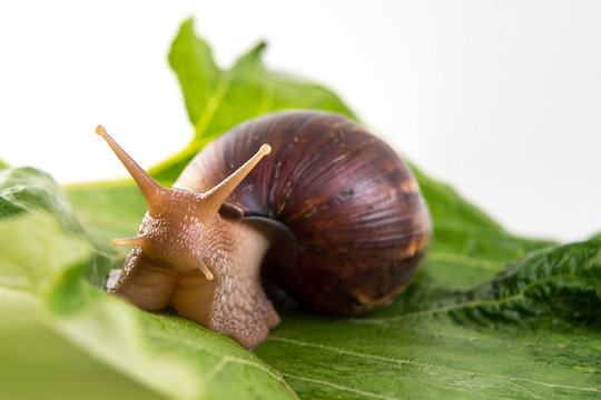 Snail on green sheet