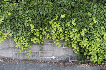 Fototapeta na wymiar ivy green leaves covrering stone cement grey wall