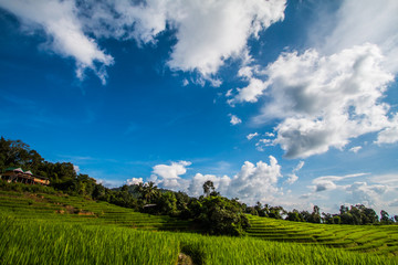 Fototapeta na wymiar sky and cloud farm Thailand
