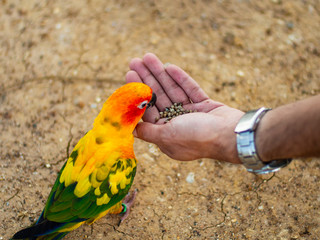 Sun conure birds eating food on hand. Feeding sun conure birds.in Thailand