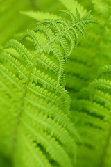 Ostrich fern