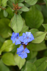 Blue Leadwort