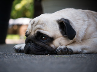 Obraz premium pug