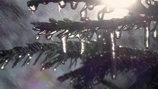 Falling rain drops on fir needles with glittering frozen icicles in slow motion. Amazing vivid shiny scene of wet forest and sparkling water droplets, sun and rainbow.
