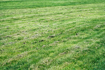 Dry lawn in the garden