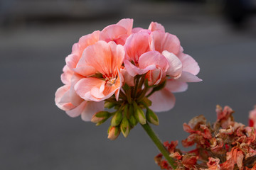 Fototapeta premium clouds