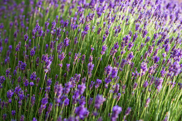 lavendel