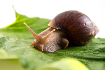 Snail on green sheet