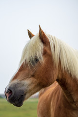 Obraz premium horse portrait