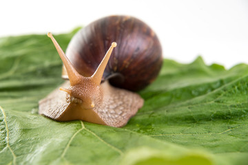 Snail on green sheet