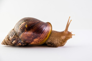 Snail on the white background