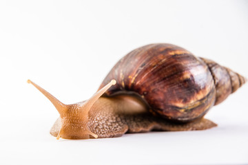 Snail on the white background