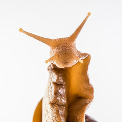 Snail on the white background