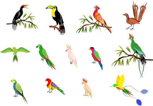 Set of tropical exotic birds, toucan, horned crows, goatin, parrots, isolated vector illustration
