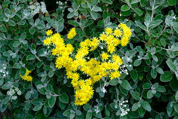 small yellow flowers