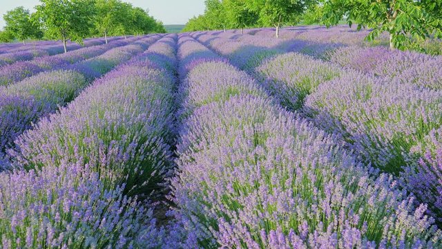 Beautiful Blooming Lavender Flowers. Lavender Season in rural countryside Provence. Personal perspective of view of walking on a field with lavender plants at sunrise. Steady cam shot. 