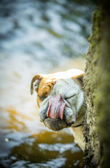 Bulldog at the River