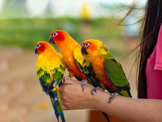 beautiful Colorful parrot sitting on human finger.
