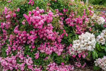 Pink And White Blossoms Background