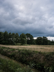 Fototapeta premium rain