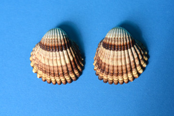 Sea shells