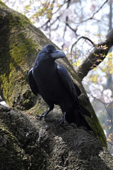 Corbeau