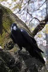 Corbeau