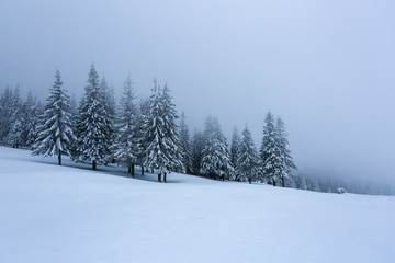 On the lawn covered with snow the nice trees are standing poured with snowflakes in frosty winter foggy morning. Beautiful winter background.
