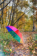 Multi-colored umbrella close-up during a rain fall day in a park with yellow leaves with copy space, weather concept