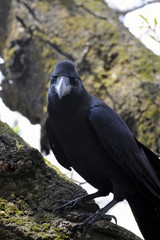 Corbeau