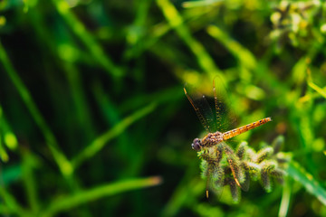 dragonfly on the grass flower