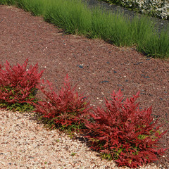 Nandina domestica 'Obsessed’