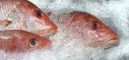 Red snapper sea fish on an ice bed for sale at market