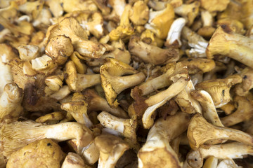 batch of yellow white mushrooms