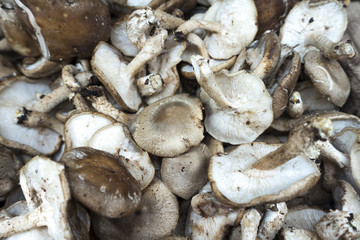 raw fresh picked fugni mushrooms at the foot supermarket