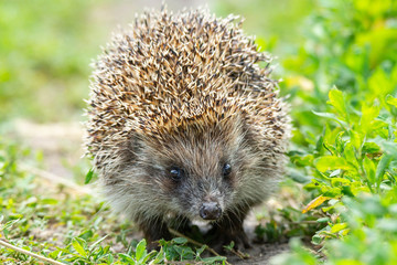 hedgehog on the grass