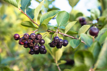 aronia bush in garden