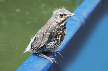 Fototapeta premium the baby bird of a starling 