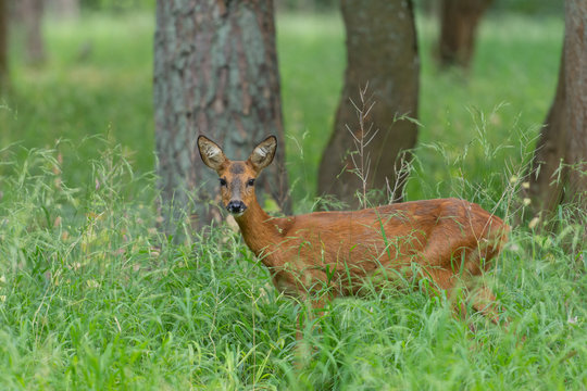 Chevreuil femelle de profil dans une clairi&egrave;re