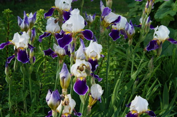 iris flowers close-up